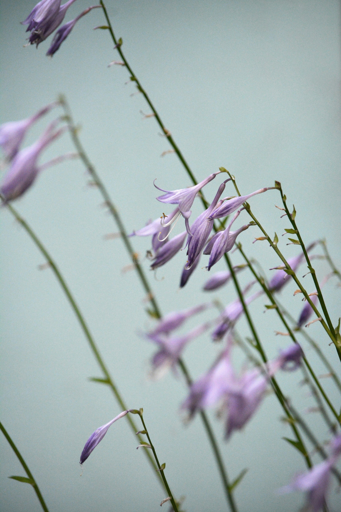 Allantoin