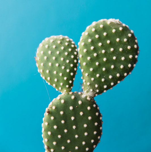 Prickly Pear Seed Oil