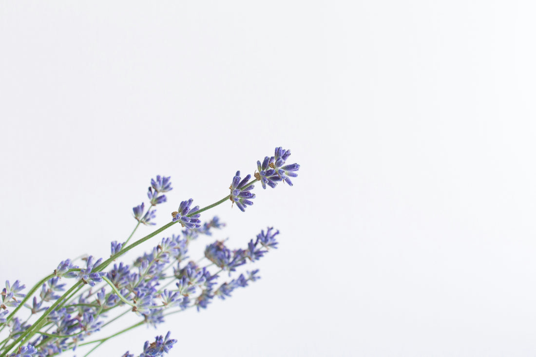 Lavender Extract