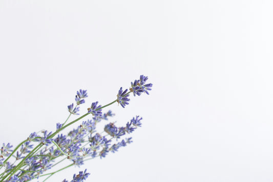 Lavender Extract