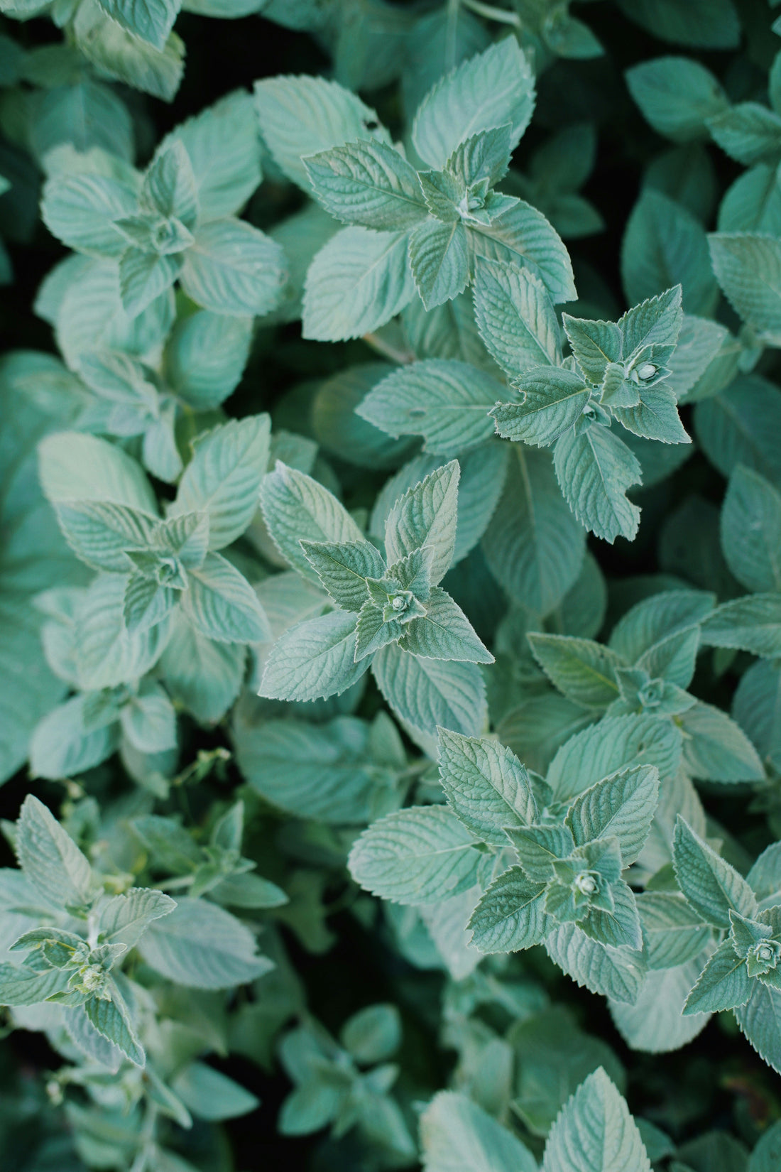 Mint Leaf Extract