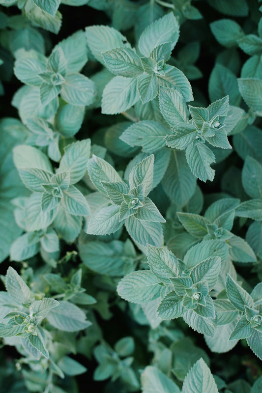 Mint Leaf Extract