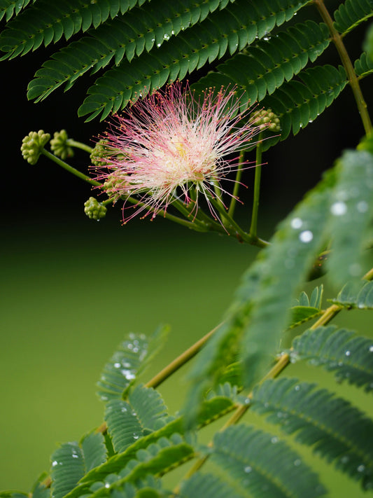 Persian Silk Tree Extract