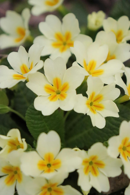 Evening Primrose Oil