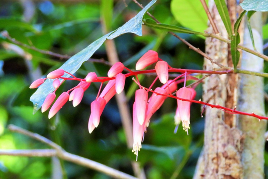 Quassia Amara