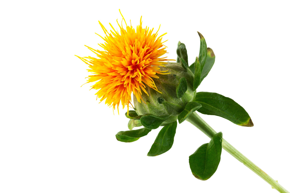 Safflower Oil