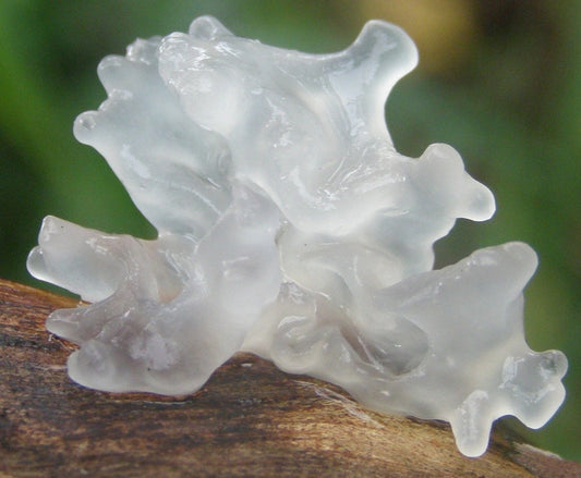 Snow Mushroom
