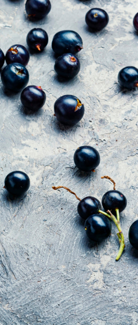 Blackcurrant Seed Oil