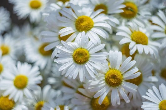 Chamomile Oil